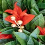 Detailaufnahme: KARAT Weihnachtskranz mit Photinia, roten Blättern und goldenen Kugeln.