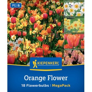 Kiepenkerl Blumenzwiebel Mega Pack Orange Flower mit blühenden Narzissen, Tulpen, Hyazinthen in Orange, Gelb, Rosa. 18 Stück.