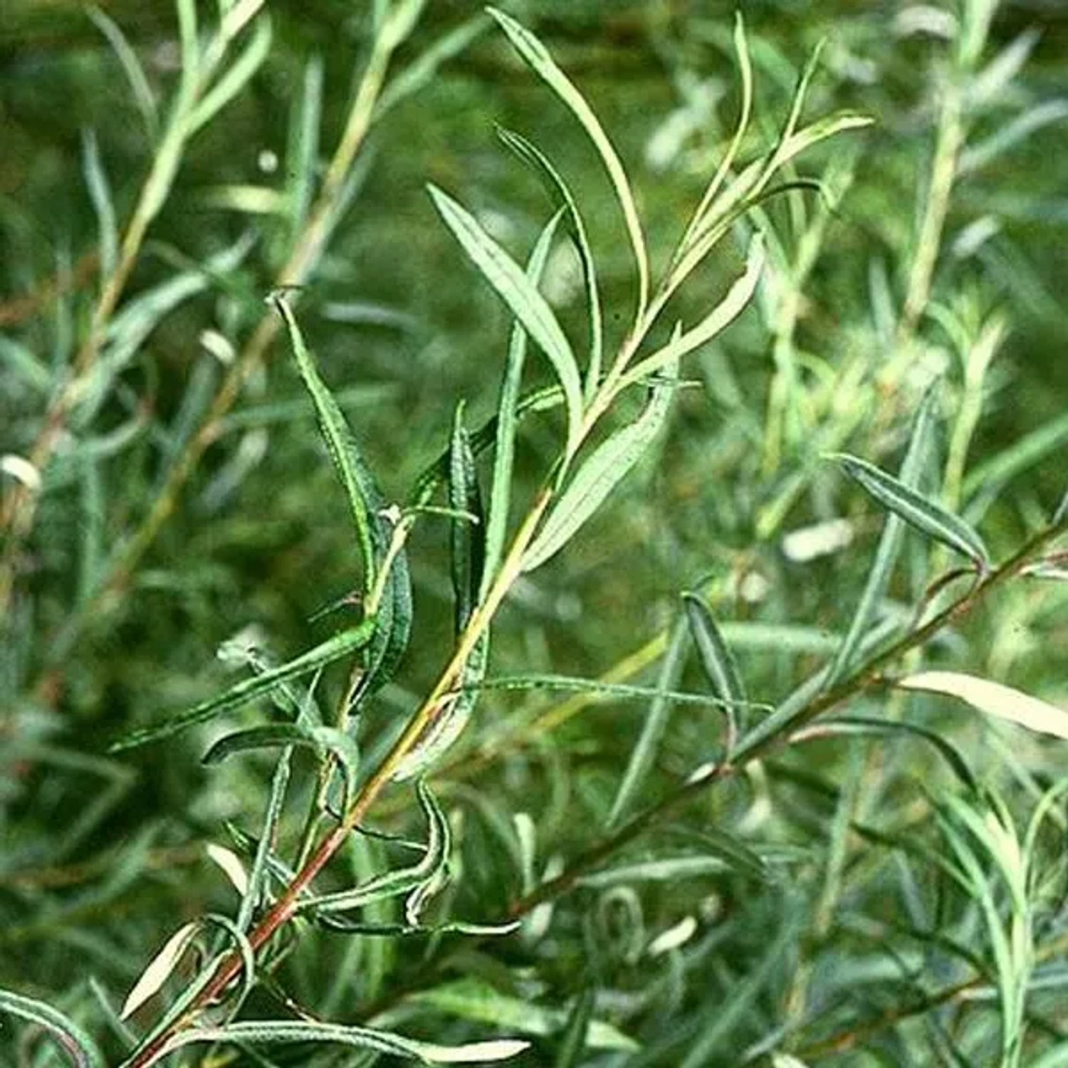 Uferweide 'Angustifolia' Salix Elaeagnos 30 bis 40 cm im Container Schnell Wachsend