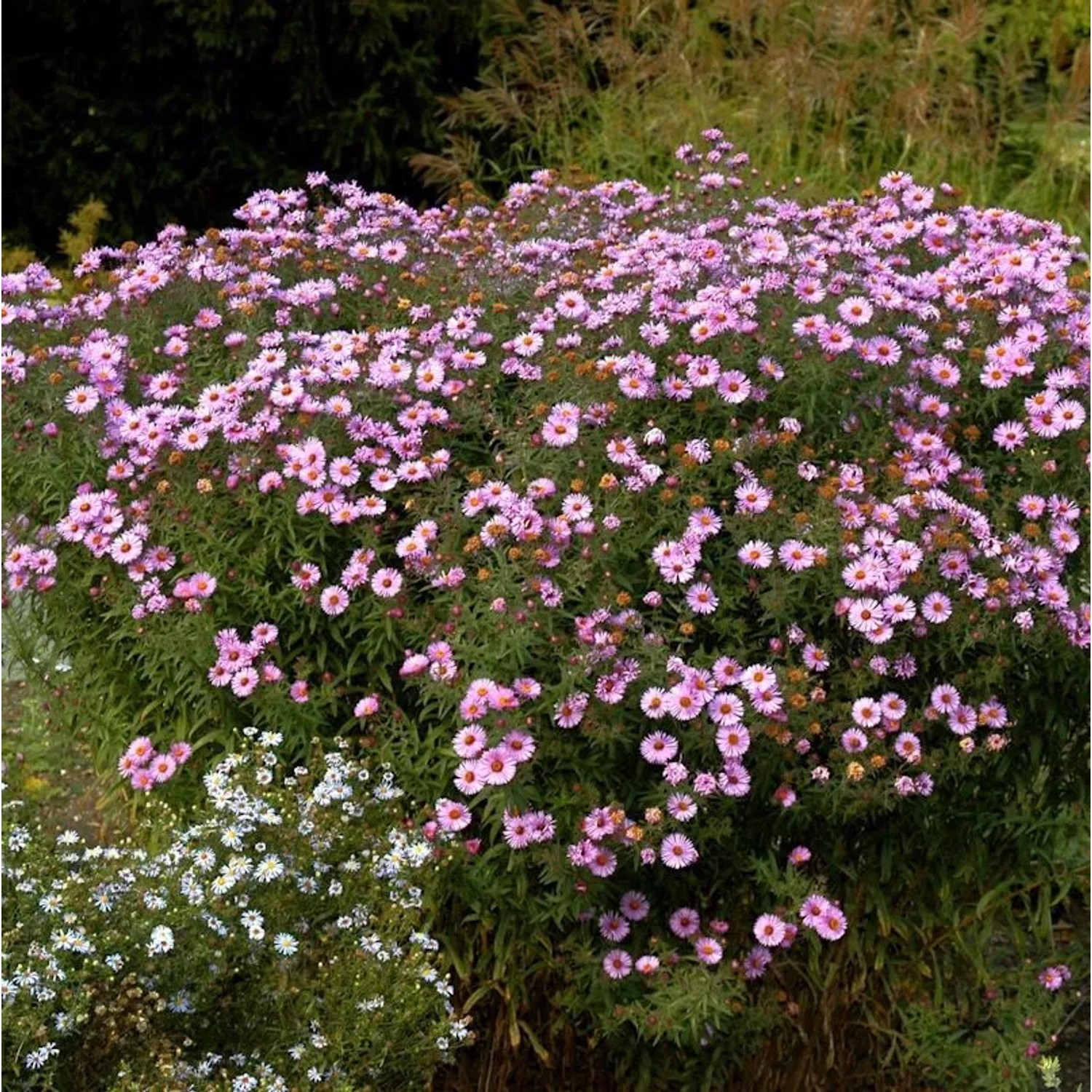 Rauhblattaster Vibrant Dome - Aster novae angliae
