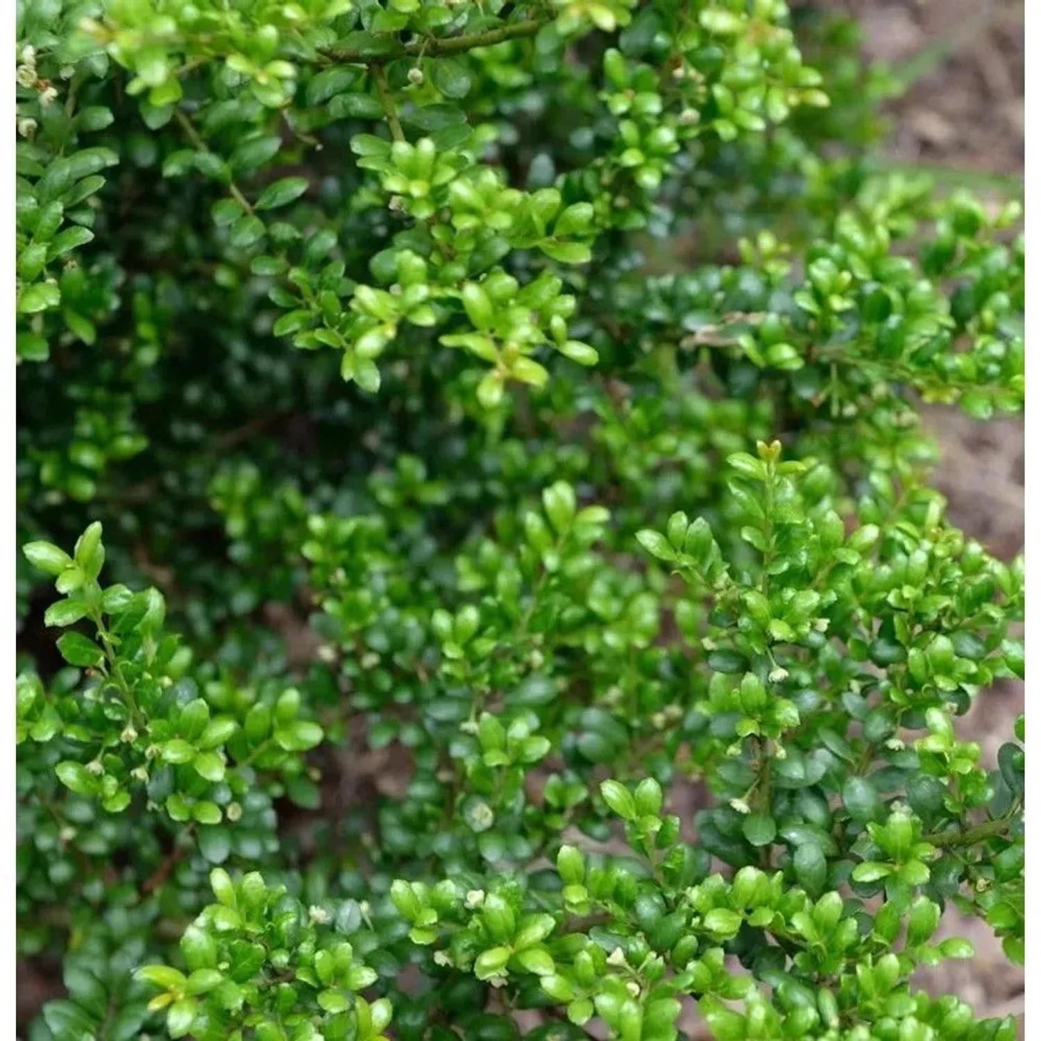 Japanische Stechpalme Ilex Green Hedge 100-125cm - ilex crenata