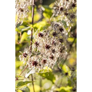 Clematis Tangutica: Kletterpflanze mit filigranen, weißen Samenständen im Detail.