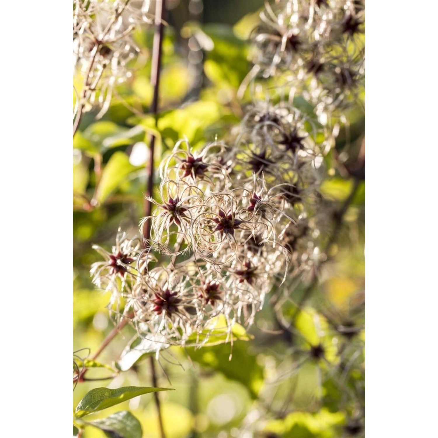 Clematis Tangutica Gelbe Blüten 80–100 cm günstig online kaufen
