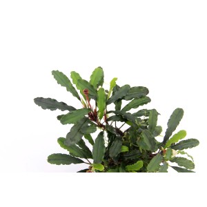 Dennerle Aquariumpflanze Bucephalandra Wavy Leaf mit gewellten, grünen Blättern.