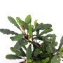 Dennerle Aquariumpflanze Bucephalandra Wavy Leaf mit gewellten, grünen Blättern.