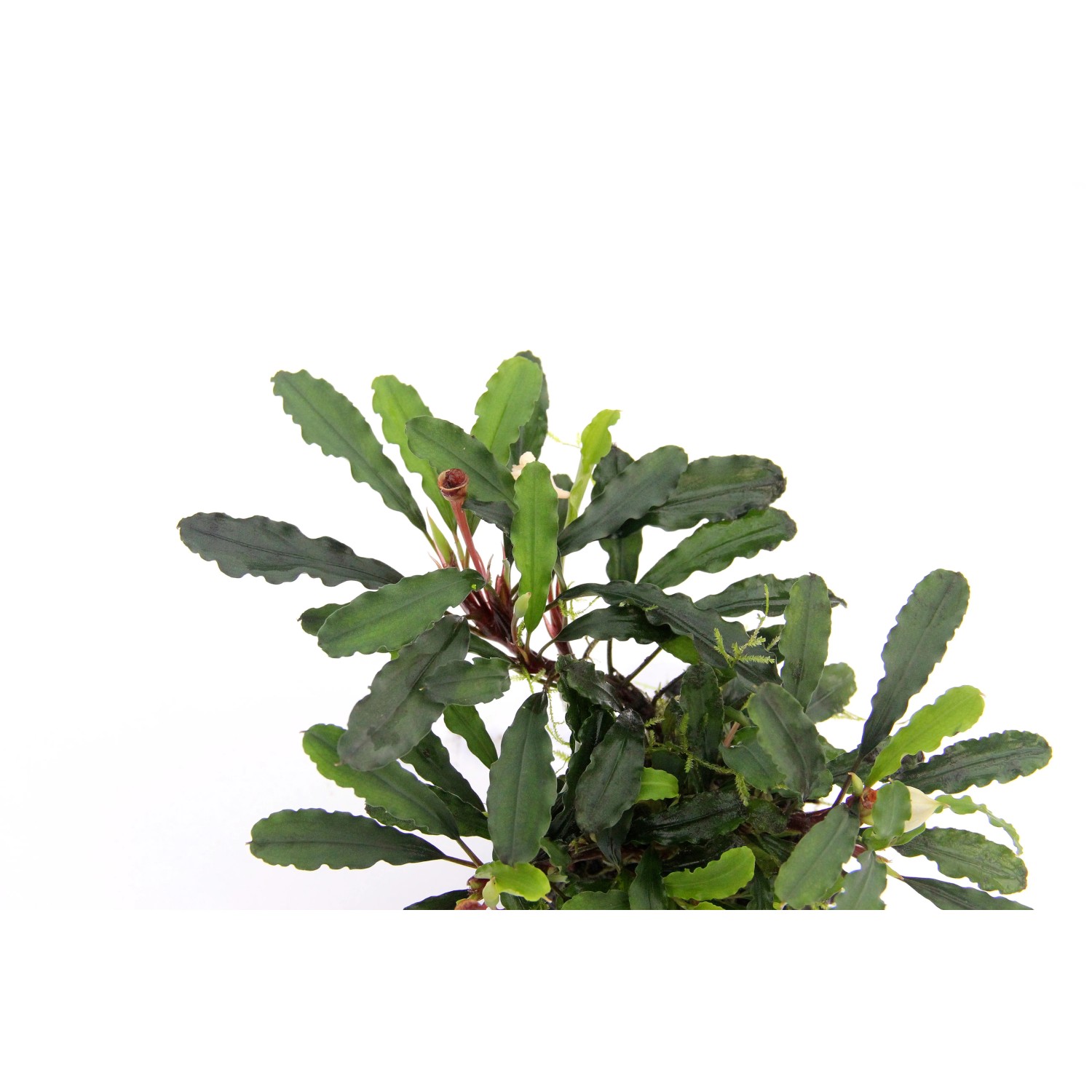 Dennerle Aquariumpflanze Bucephalandra Wavy Leaf mit gewellten, grünen Blättern.