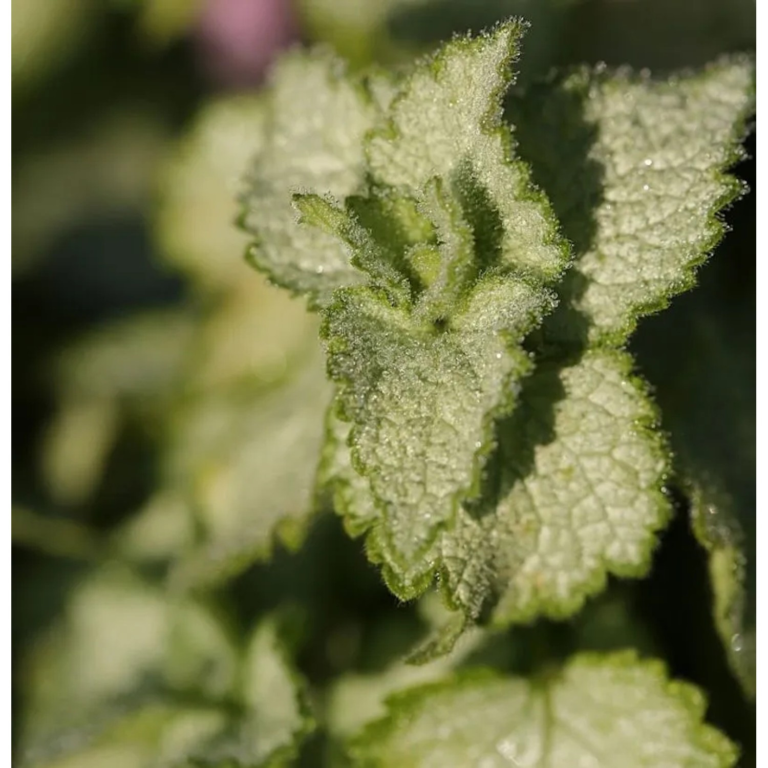 Waldnessel Pink Pewter - Lamium maculatum