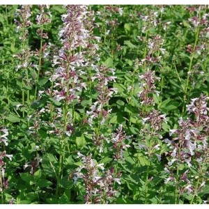 Blühende Katzenminze 'Dawn to Dusk' (Nepeta grandiflora) im Garten.