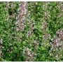Blühende Katzenminze 'Dawn to Dusk' (Nepeta grandiflora) im Garten.