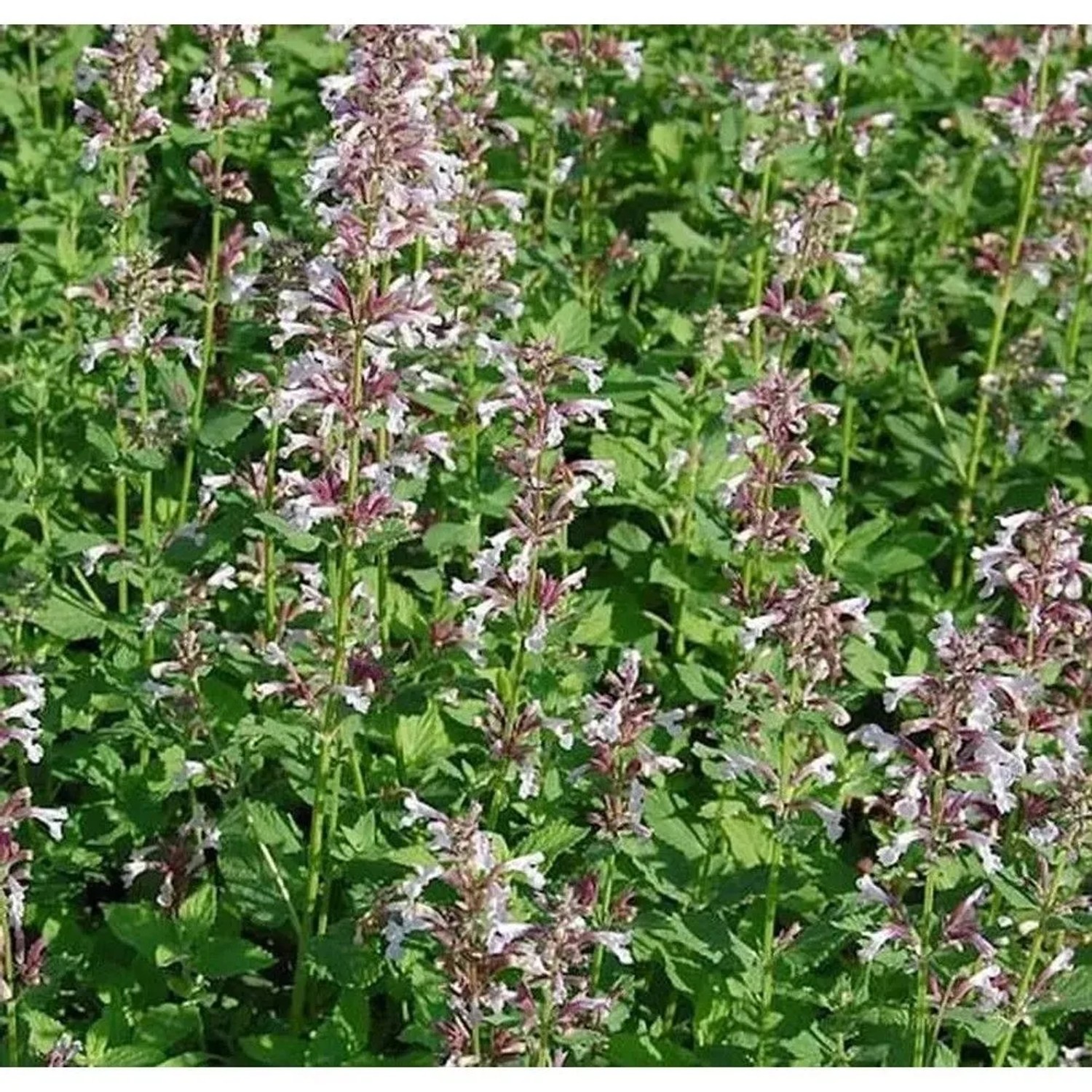 Katzenminze Dawn to Dusk - Nepeta grandiflora