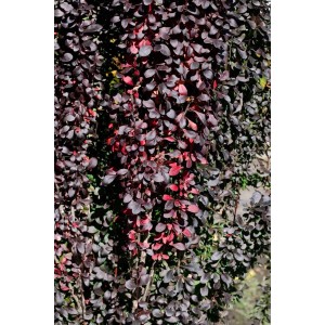 Säulen-Berberitze 'Red Pillar' mit rotlaubigen Blättern, ca. 25-30 cm hoch.