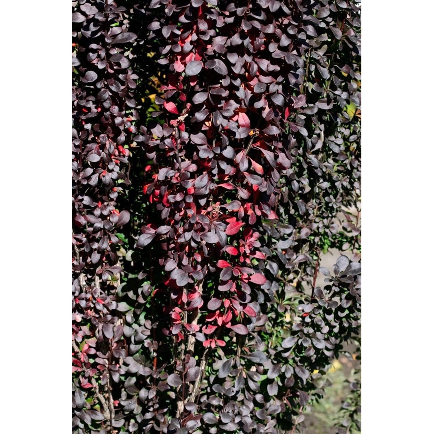 Berberis Thunbergii Red Pillar Säulen-Berberitze Rotlaubig 25–30 cm günstig online kaufen