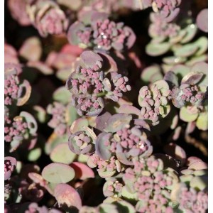 Nahaufnahme der Pflaumen Fetthenne Robustum (Sedum cauticola) mit rosa Blütenständen.