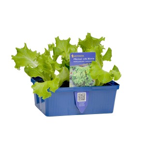Kiepenkerl Pflücksalat Lollo Bionda in 6er Schale, gelbgrüne, krause Salatblätter.