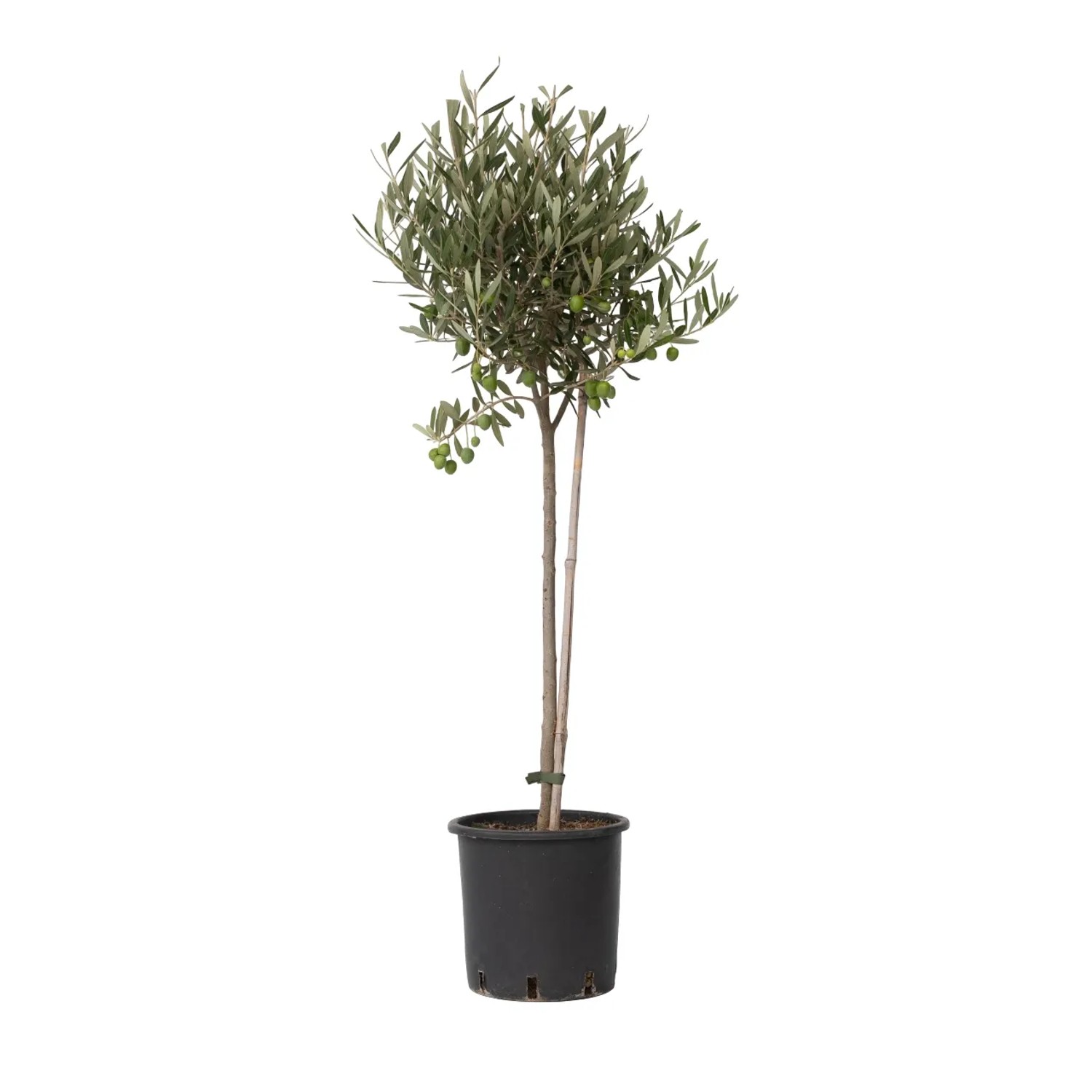 Plant In A Box Olivenbaum  Olea Europaea Höhe 80cm Ø19 Grün