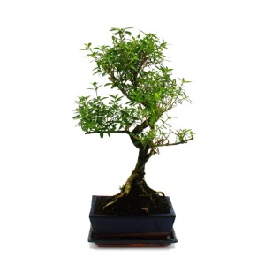 Exotenherz Bonsai Serissa Junischnee, ca. 6 Jahre alt, im Topf. Zimmerbonsai mit grünen Blättern.