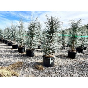 Sunny-Tree Eucalyptus gunnii Azura 200 cm Winterhart