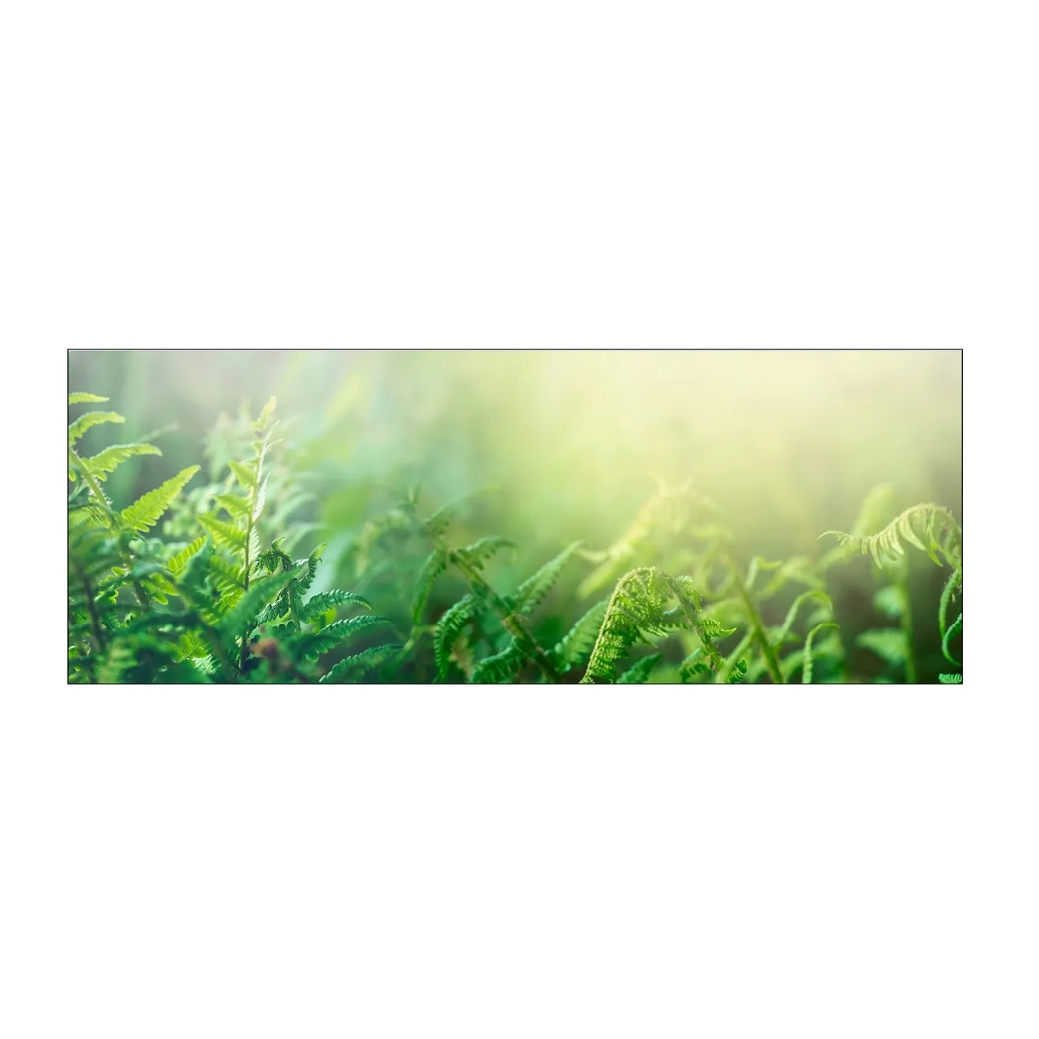 MySpotti Küchenrückwand Profix Cucina Farn 160 x 60 cm Farngrün