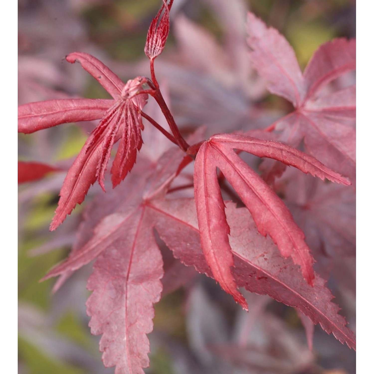 Roter Fächerahorn Bloodgood 40-60cm - Acer palmatum günstig online kaufen