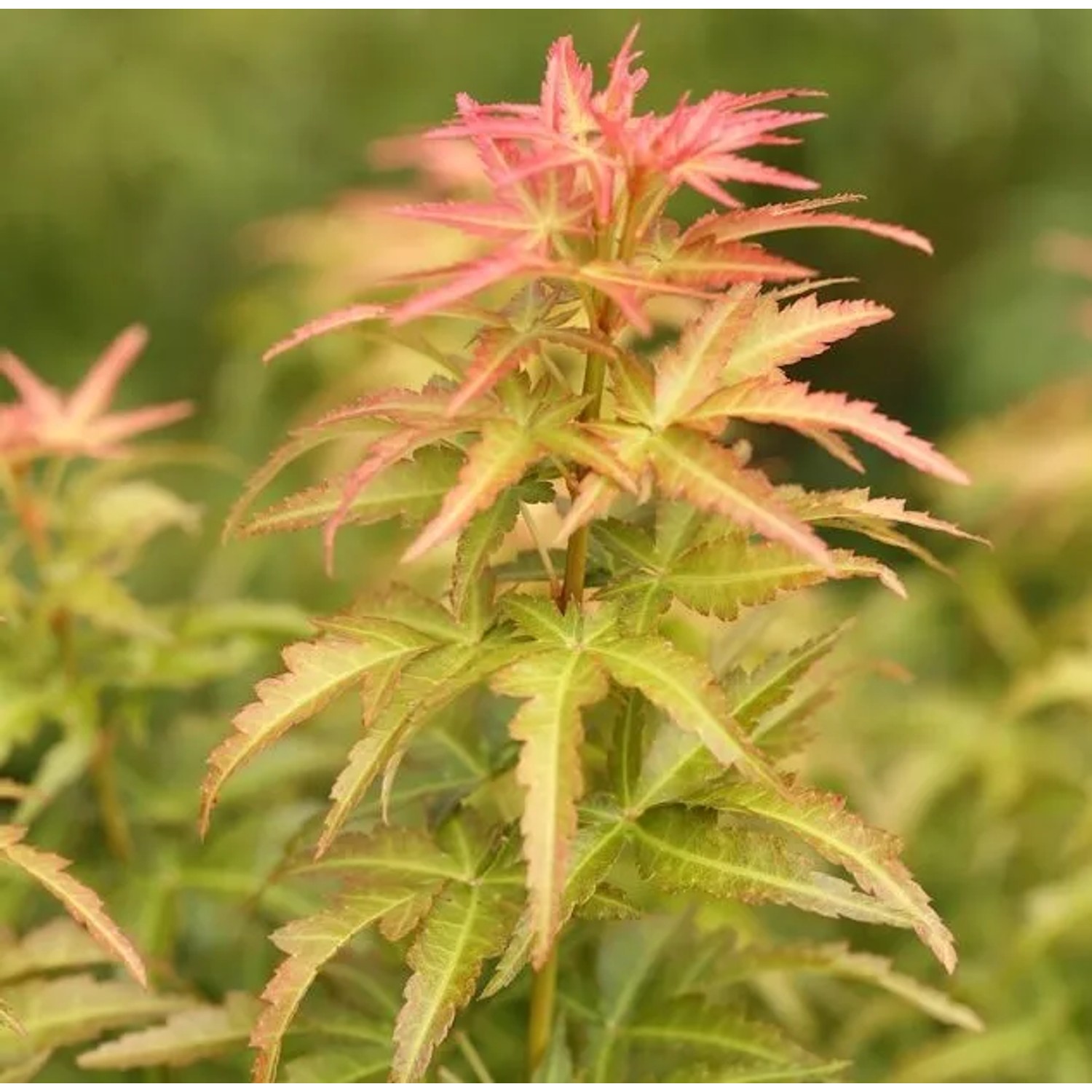 Fächerahorn Koto no ito 30-40cm - Acer palmatum