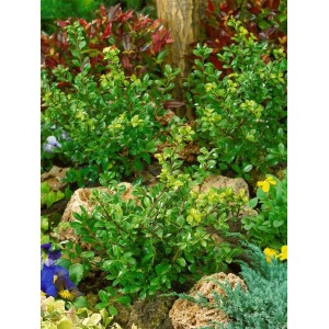 Ilex crenata 'Green Lustre' Heckenpflanze, 20-25 cm, im Gartenbeet mit Steinen und anderen Pflanzen.