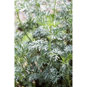Beifuß (Artemisia Vulgaris) im 9x9 cm Topf, silbrig-grüne Blätter, Stauden für den Garten.