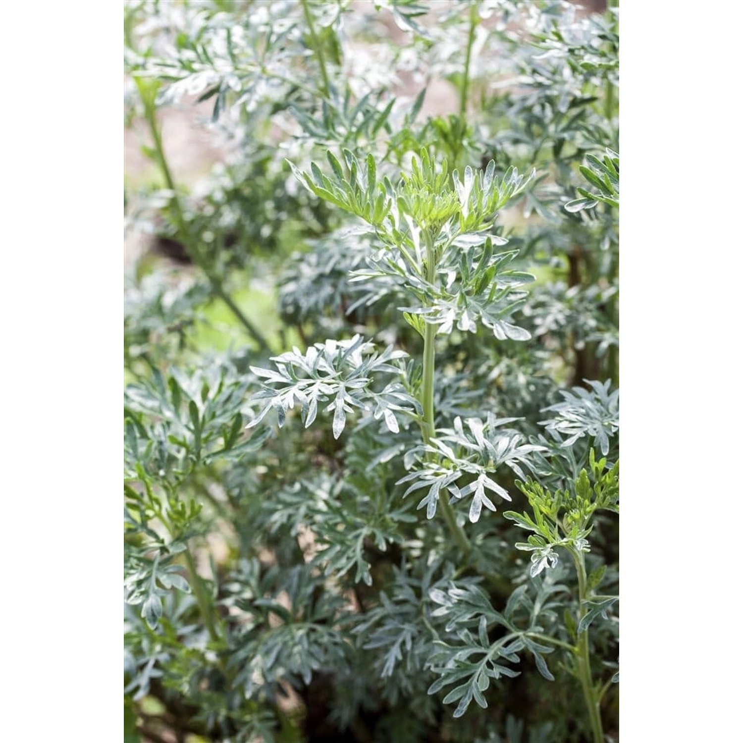 Artemisia Vulgaris Beifuß Ca. 9x9 cm Topf günstig online kaufen