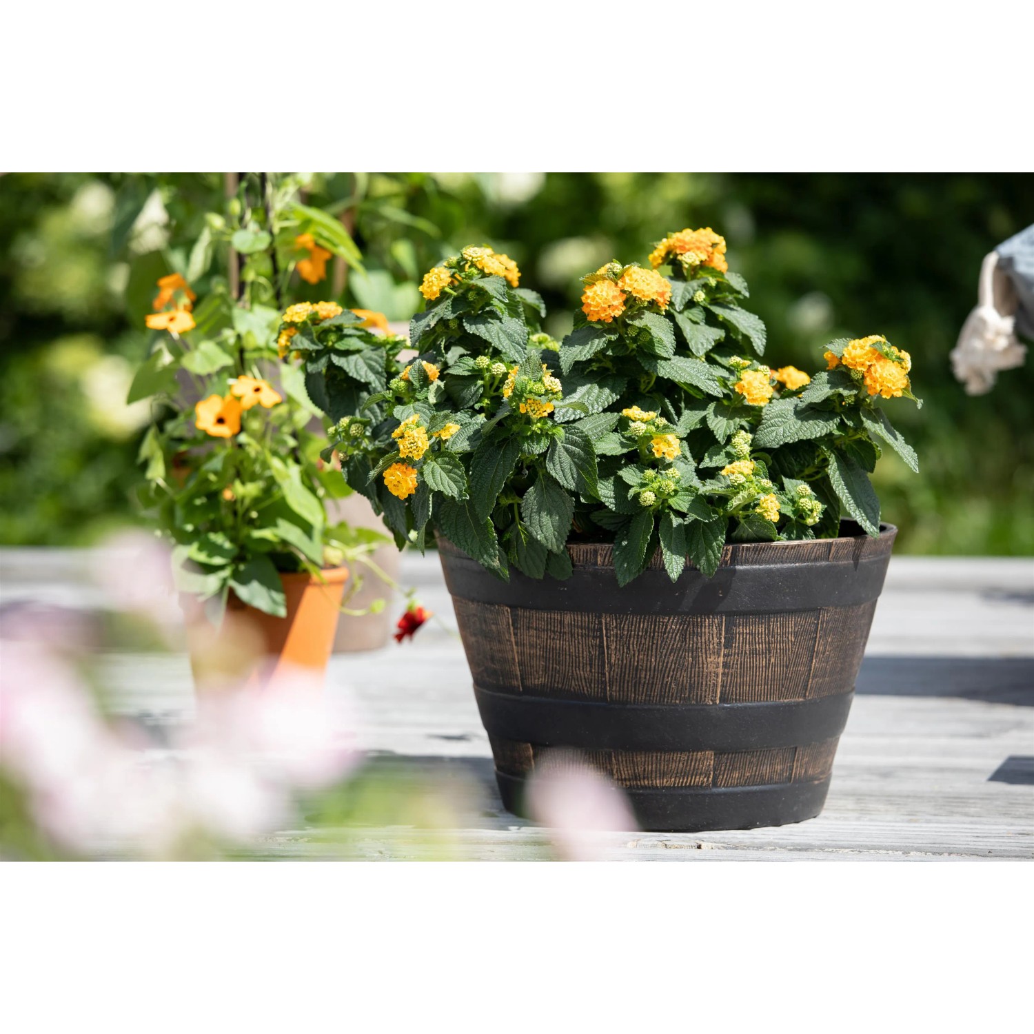 GROW by OBI Wandelröschen mit zweifarbigen Blüten im Topf (ca. 17cm Ø).