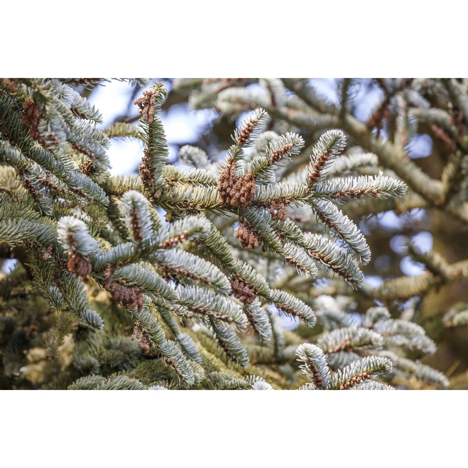 Abies Koreana Koreanische Tanne 125–150 cm günstig online kaufen