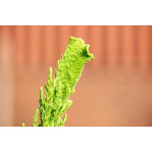 Nahaufnahme: Japanische Sicheltanne 'Cristata', grüne Nadeln, Hausbaum.