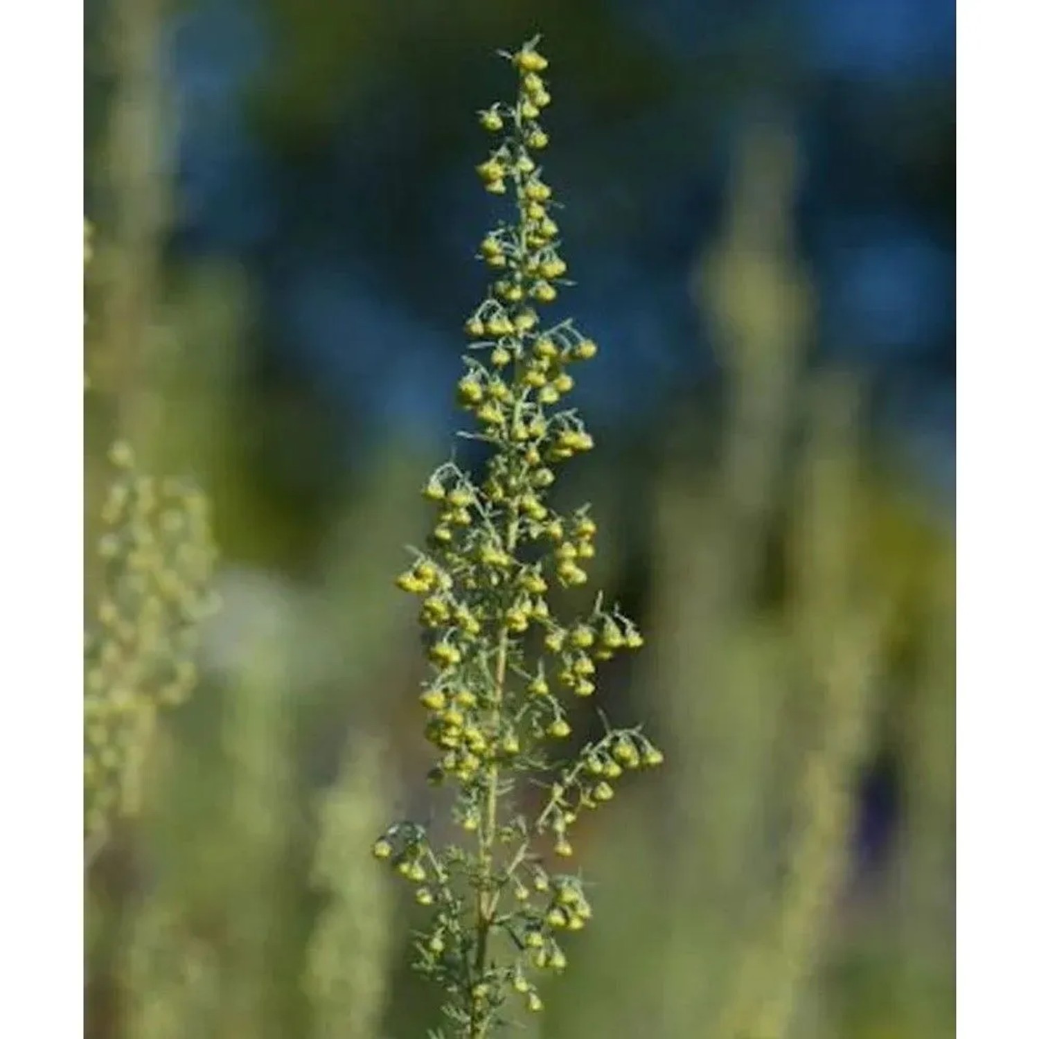 Römischer Wermut - Artemisia pontica