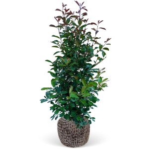 Glanzmispel Red Robin Set, 18 Stück, ca. 175-200 cm hoch, im Topf. Immergrüne Heckenpflanze mit roten Blättern.