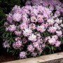 Rosa blühender Rhododendron Hybr. Brigitte, 60–70 cm hoch, buschiger Wuchs.