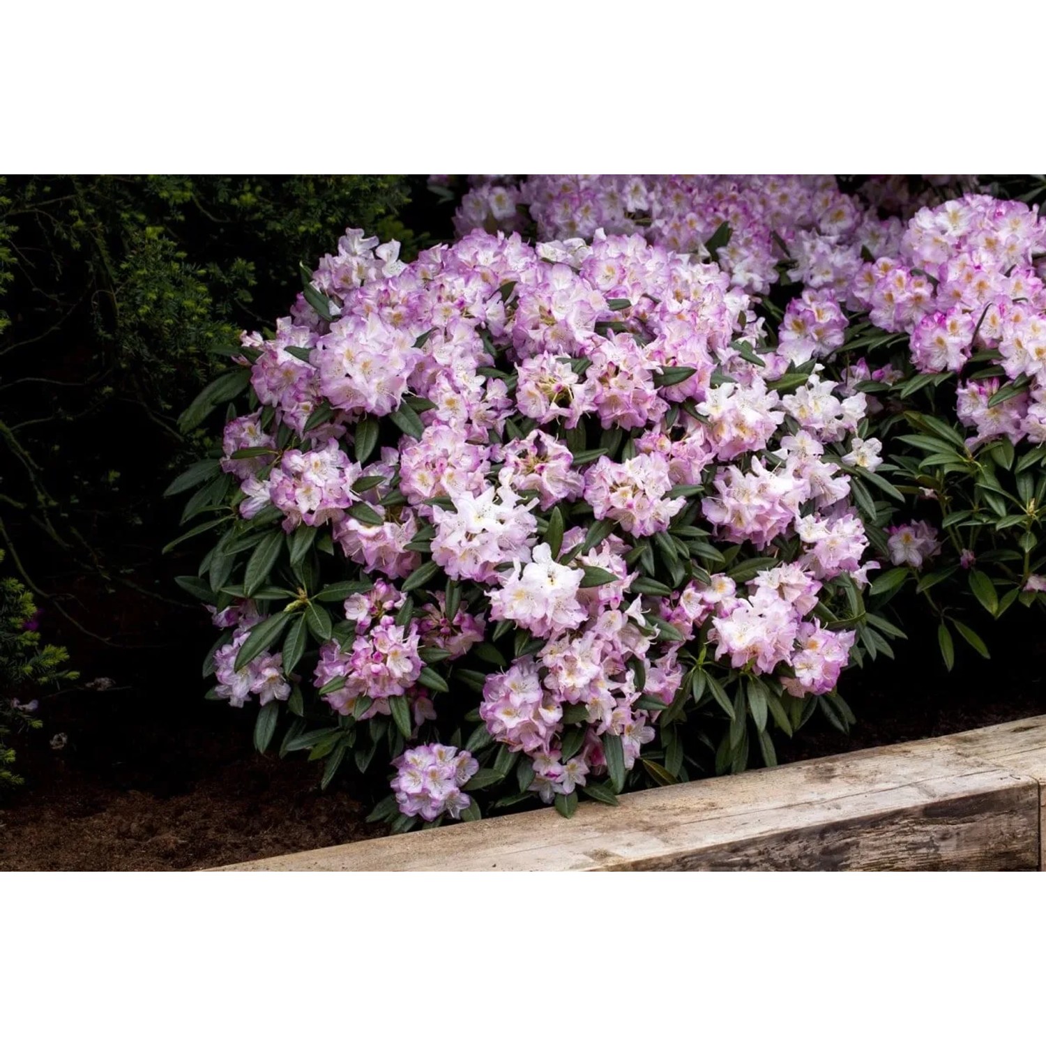 Rosa blühender Rhododendron Hybr. Brigitte, 60–70 cm hoch, buschiger Wuchs.