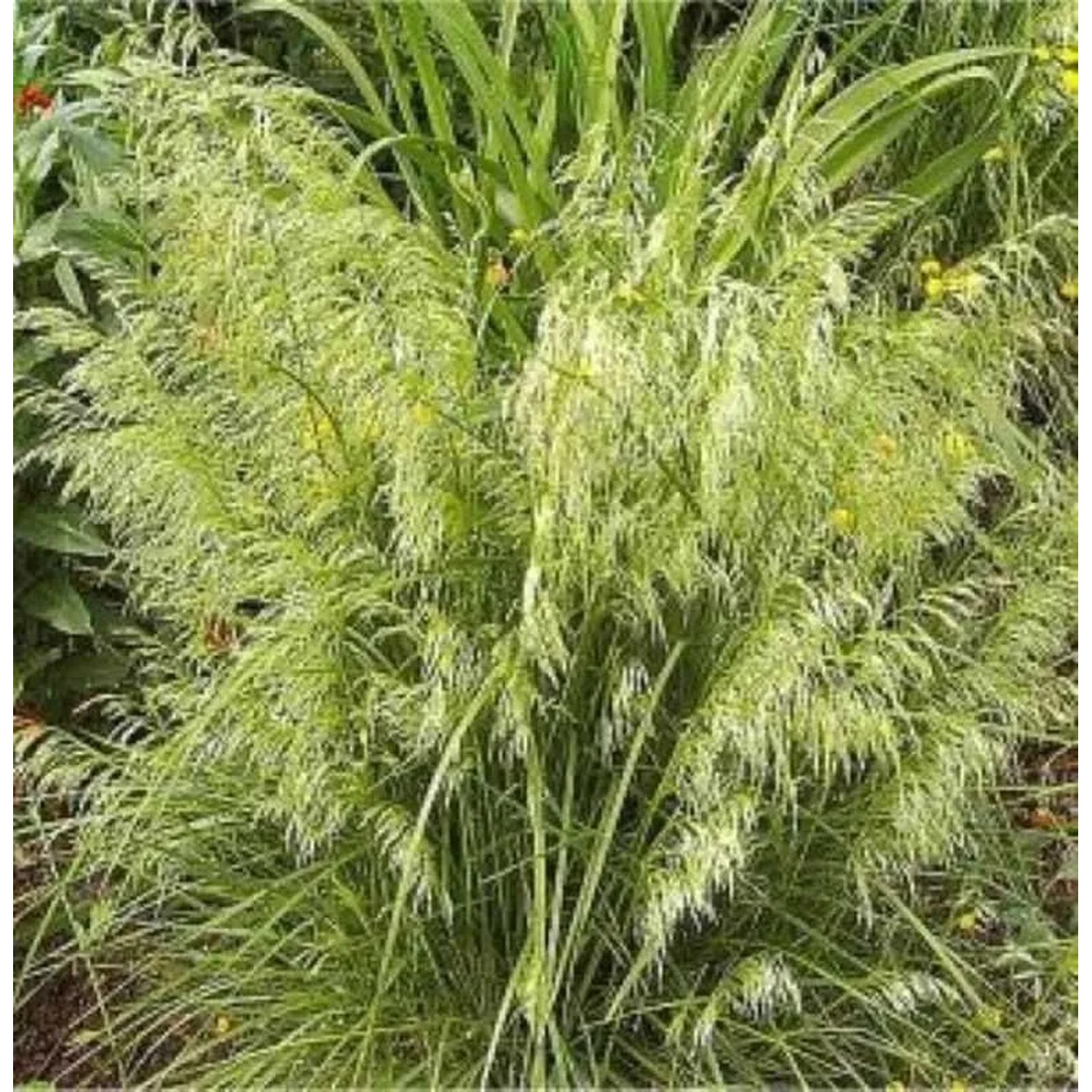 Waldschmiele Goldschleier - Deschampsia