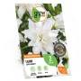Verpackung der Lilie Oriental Lotus Beauty von GROW by OBI mit weißer Blüte. Blumenzwiebeln für Beet und Topf.