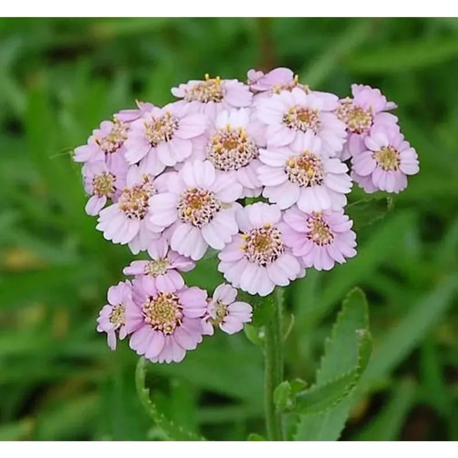Garten Schafgarbe Love Parade - Achillea sibirica