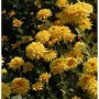 Gelbe Winteraster Friederike (Chrysanthemum hortorum) im Gartenbeet.