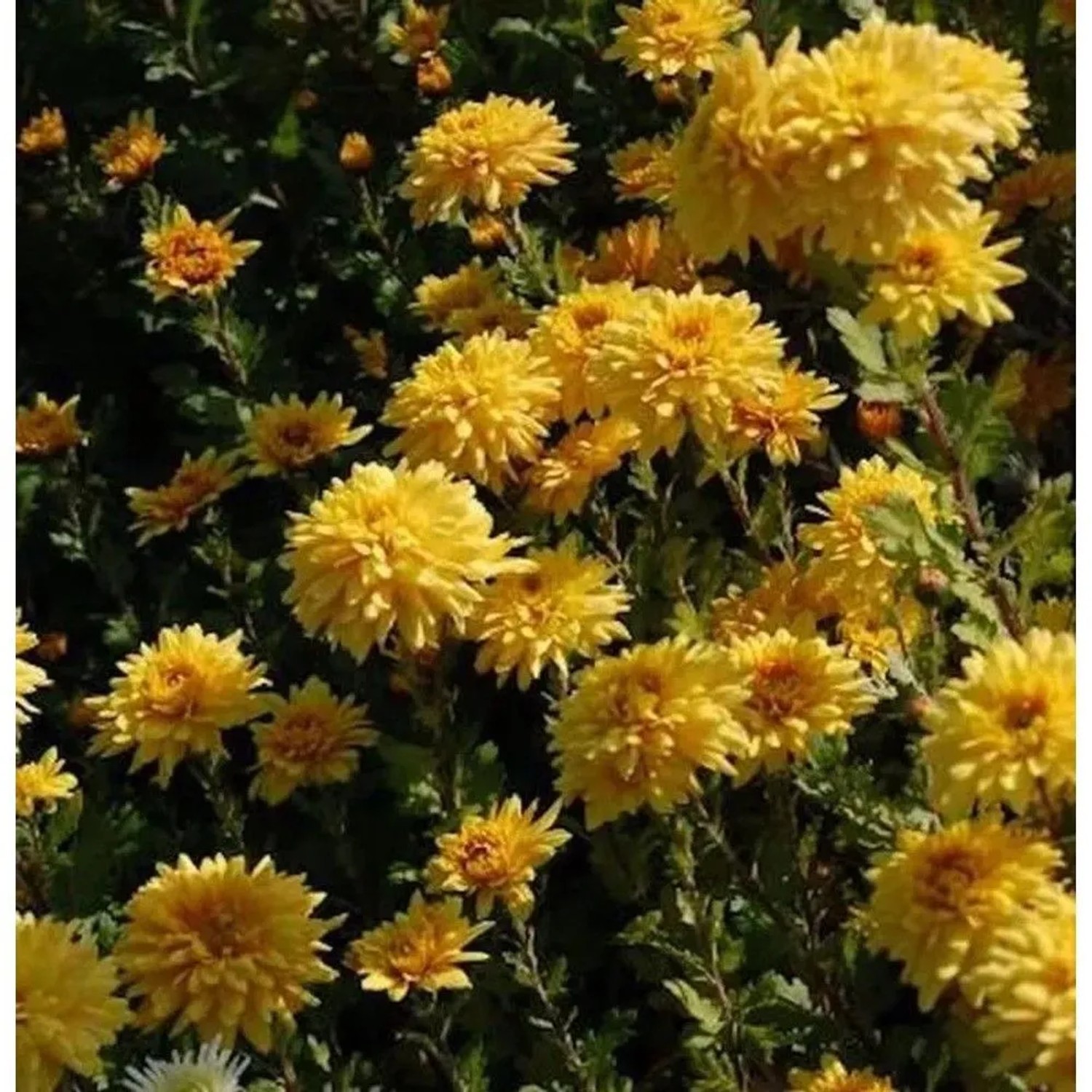 Winteraster Friederike - Chrysanthemum hortorum