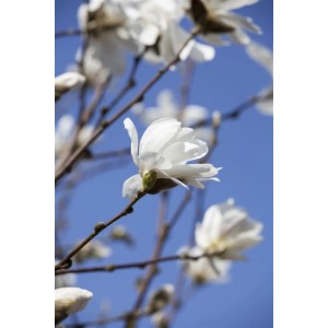 Nahaufnahme einer blühenden, weißen Sternmagnolie (Magnolia Loebneri) vor blauem Himmel.