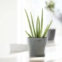 Ecopots Amsterdam Pflanztopf, Ø 10,5 cm, grau, mit Aloe Vera Pflanze.
