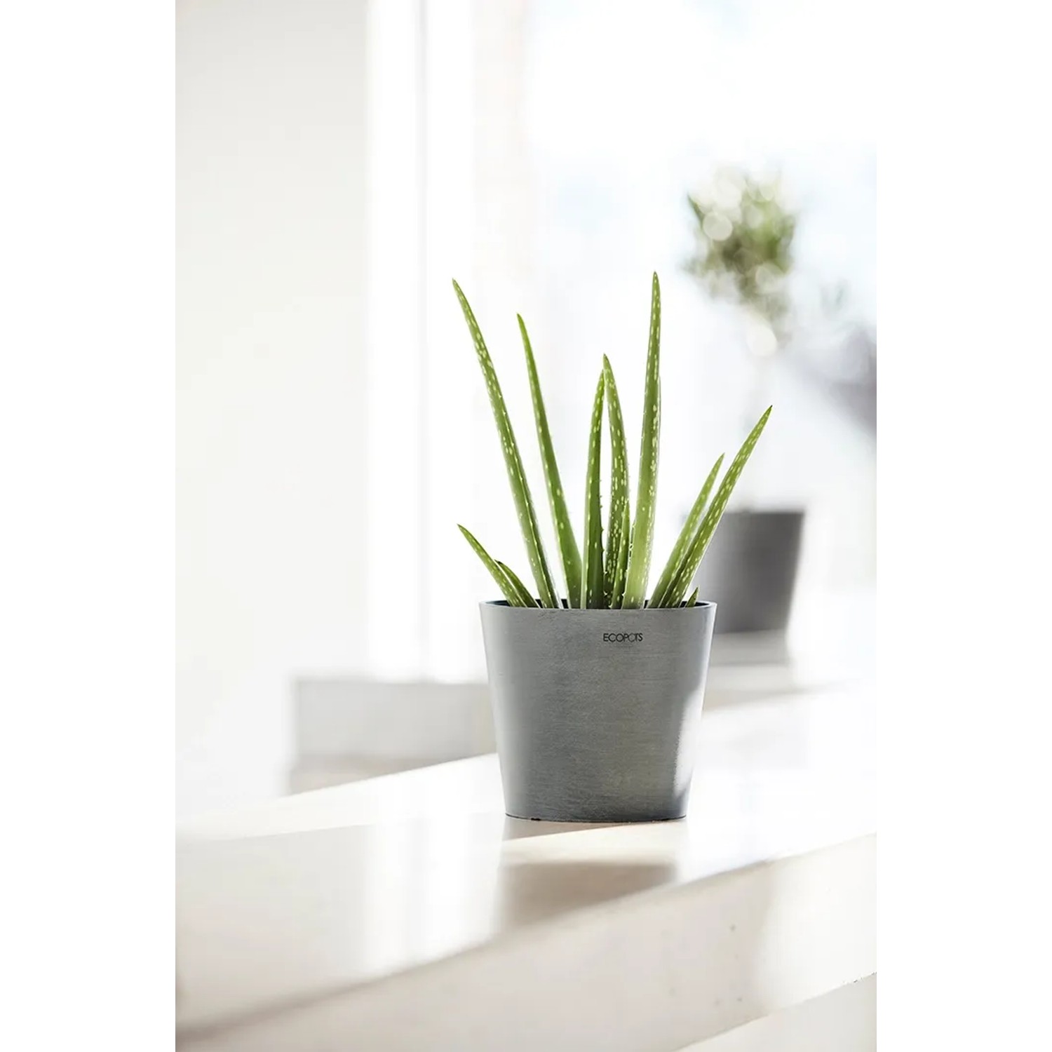 Ecopots Amsterdam Pflanztopf, Ø 10,5 cm, grau, mit Aloe Vera Pflanze.