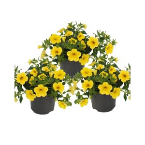 Set aus 3 gelben Zauberglöckchen (Calibrachoa) im 12cm Topf. Hängepflanzen für Balkon und Terrasse.
