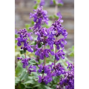 Blühende Katzenminze 'Superba' im 9x9 cm Topf mit violetten Blüten.