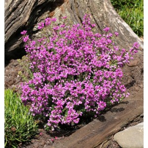 10er-Pack Grauheide 'Lila Fee' (Erica cinerea) mit lila Blüten vor Baumstumpf.