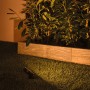 Paulmann LED-Gartenstrahler Sting Plug & Shine (3er Set) im Einsatz, insektenfreundliches Licht.