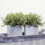 Zwei Töpfe Echter Dost (Oregano) auf einem Holztablett. Stauden für Kräutergarten.