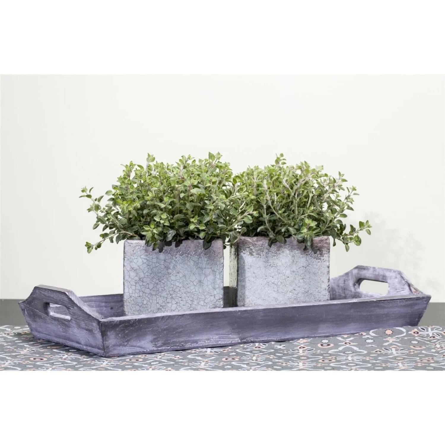 Zwei Töpfe Echter Dost (Oregano) auf einem Holztablett. Stauden für Kräutergarten.
