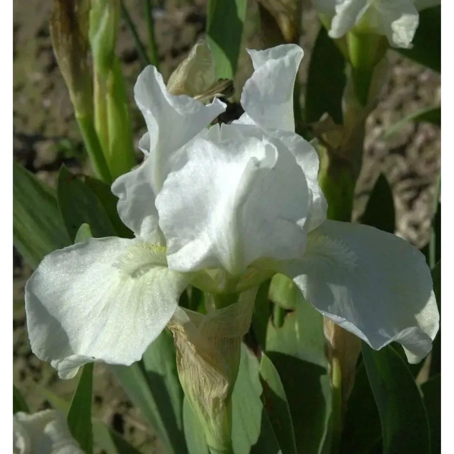 Schwertlilie English Cottage - Iris barbata