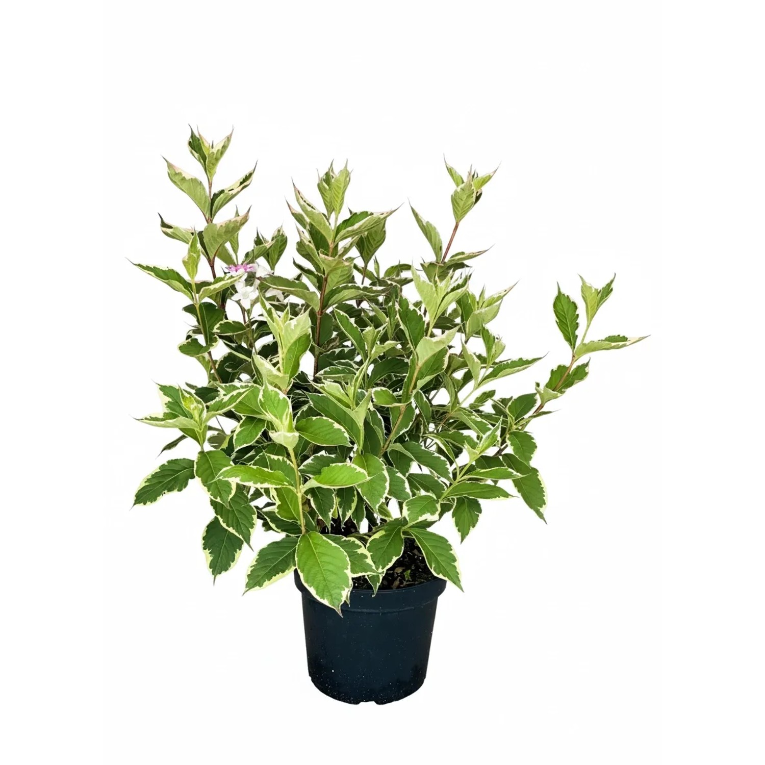Baumfink Weigelie Florida Nana Variegata als Topfpflanze 60-100cm